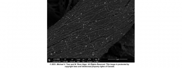 Platinum nanoparticles immobilized on chemically modified cellulose fibres imaged with scanning electron microscopy.