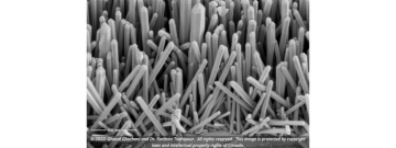 Scanning electron microscopy image of ZnO nanowire sensing layer used for photo-activated sensors and biosensors